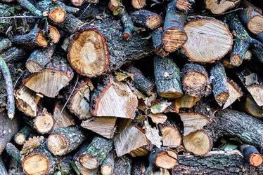 Free wood firewood and big lig tree trunk slices
