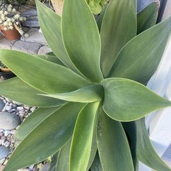  Large AGAVE FOXTAIL🪴