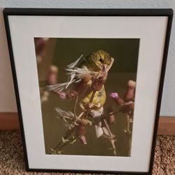 American Goldfinch ( signed by artist )