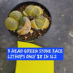 SUCCULENT SALE THIS SUNDAY IN SAN LORENZO 