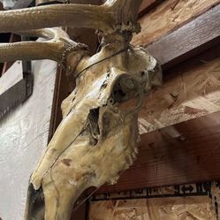 Elk  Skull Mount  Mountain Cabin Decor