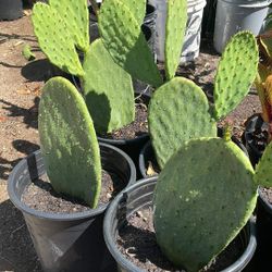 Cactus Nopales 