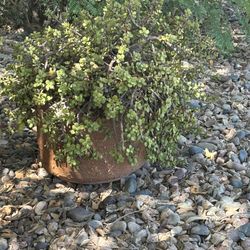 Large Mature Elephant Ear Plant In Terracotta Pot