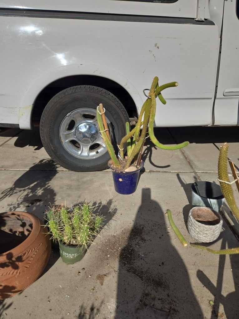 Cactus In 8in Chipped Ceramic Pot