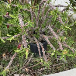 Large Crown Of Thorns Plants 