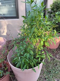 Thai Chili Pepper Plant Moving Sale
