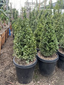 Boxwood Cones