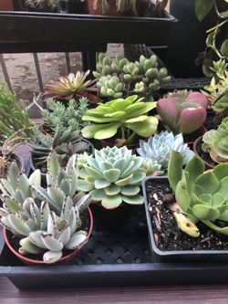 Succulents