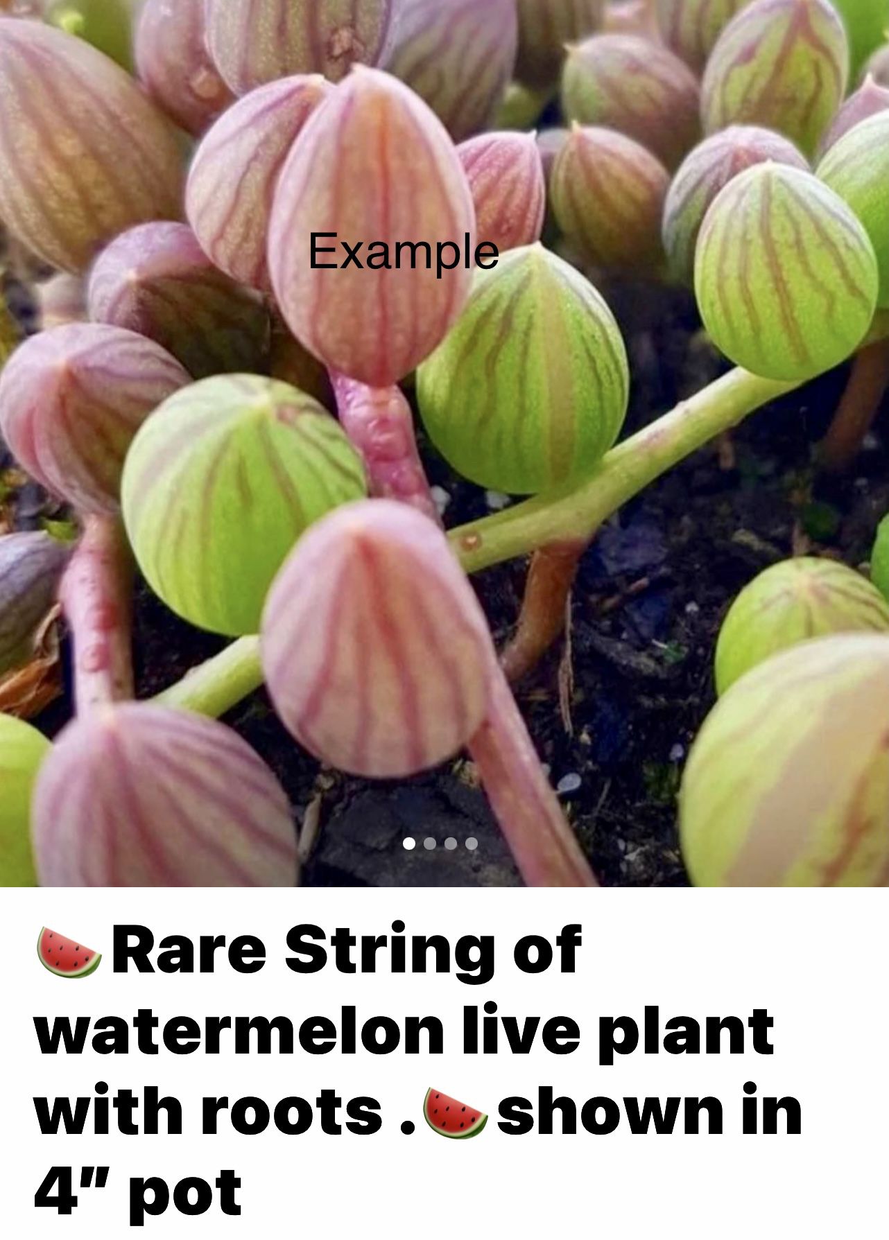 🍉Rare String of watermelon live plant with roots .🍉shown in 4” pot