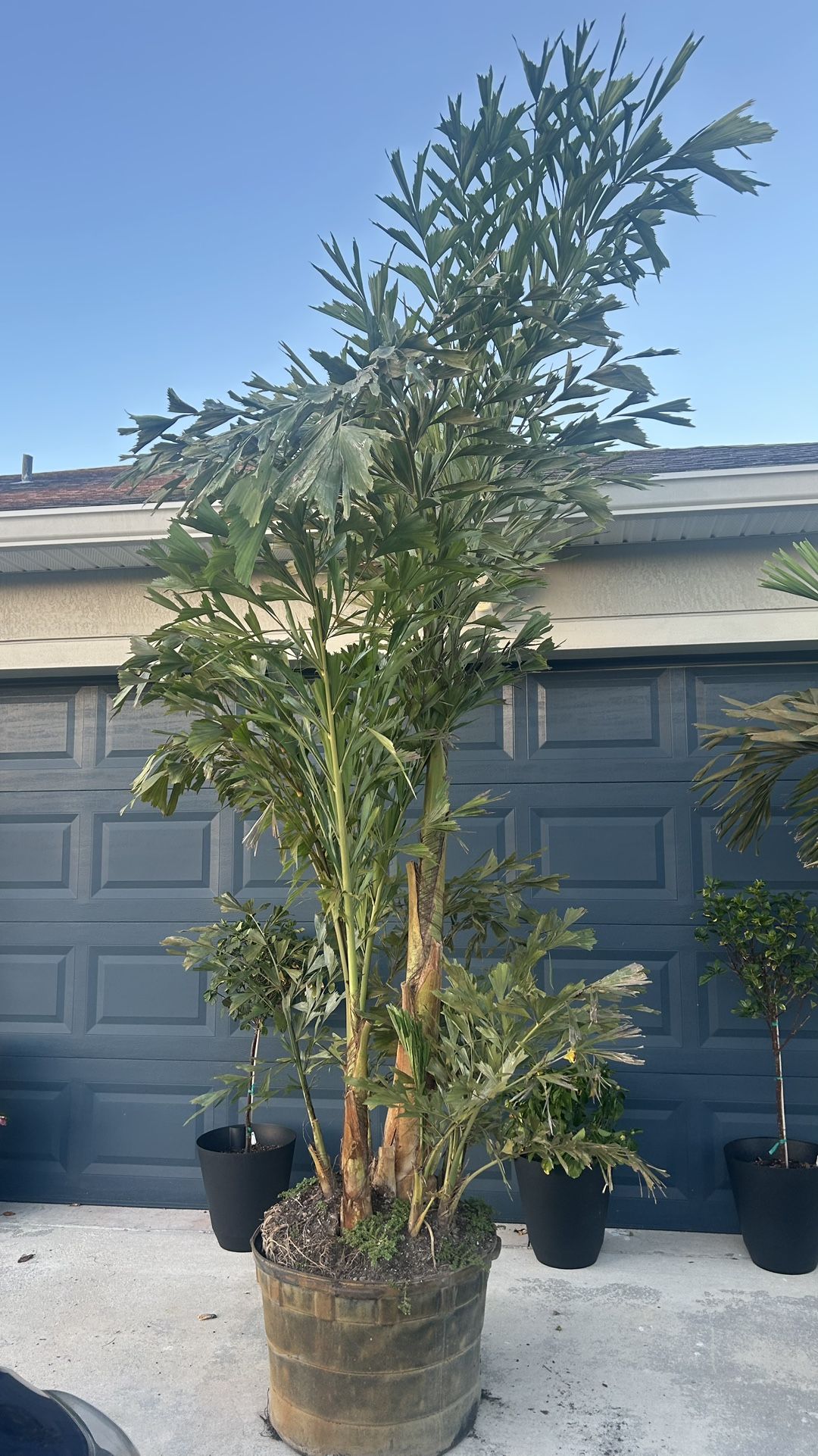Caryota Maxima