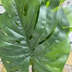 Large Tropical Leaves 
