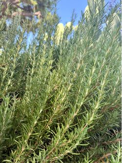 Fresh-Cut Homegrown Rosemary - 10 12-inch stems