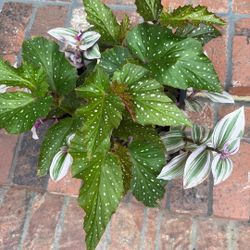 Beautiful plant for sale