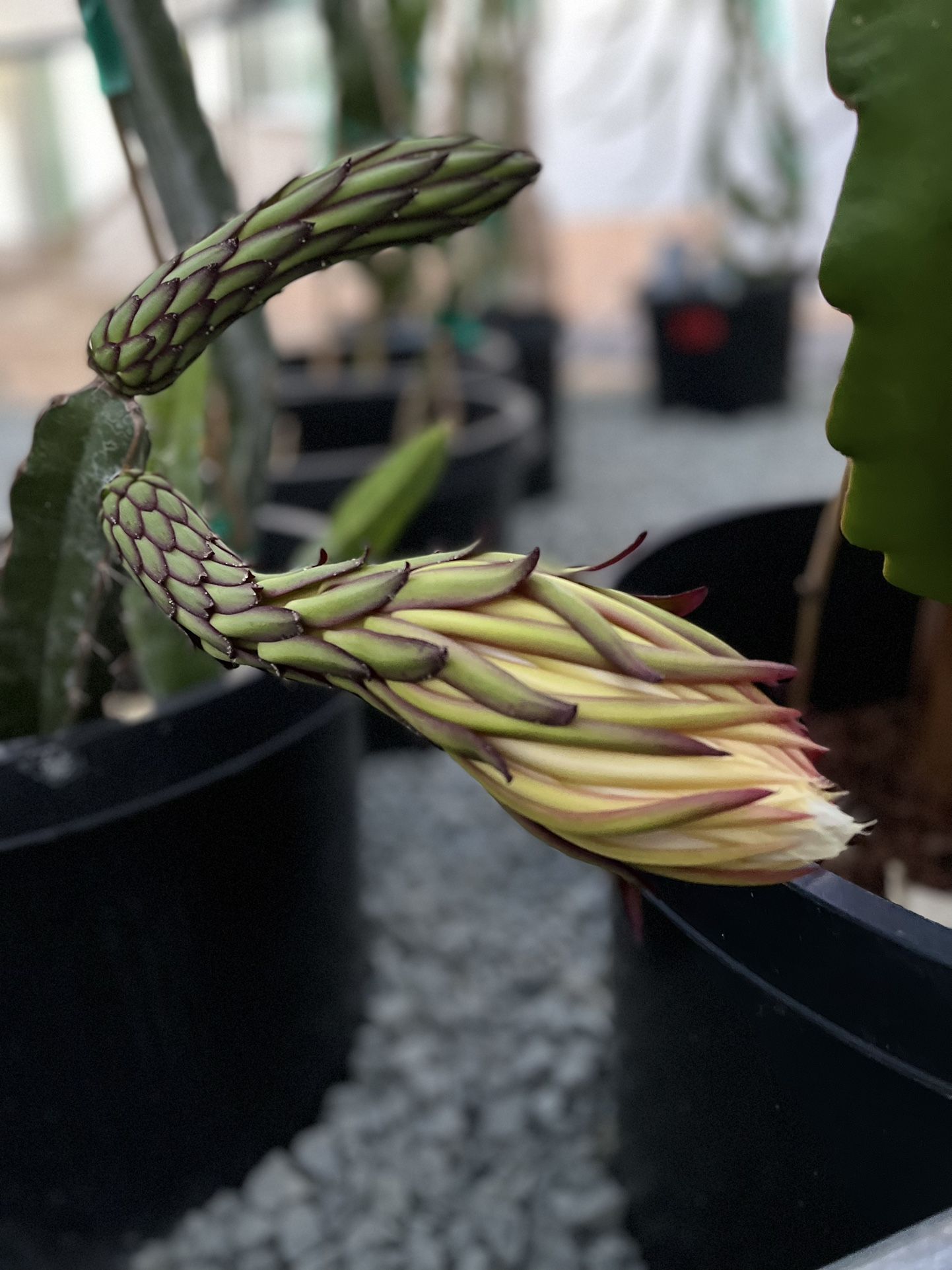 Dragon Fruit Plant for Sale in Sacramento, CA OfferUp