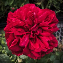 🌹 RED EDEN™ CLIMBING ROSE – HUGE 15-GALLON / 6 FT TALL 🌹