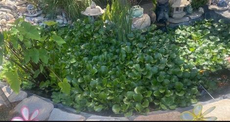 Pond plants