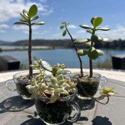 Succulents On Crystal Tea Cups Bundle Moving Sale