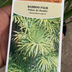 Bamboo Palm