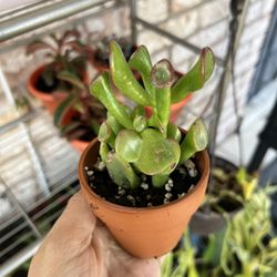 Ogres Ear Succulent