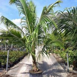 Dwarf  Coconut Palm 25gal Palmeras Enanas De Coco En 25 Gal