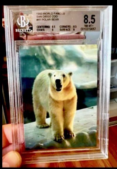 1993 World Famous San Diego Zoo #41 Polar Bear Graded 8.5 NM-MT+ BGS 
