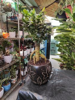 Ginseng Bonsai Trees