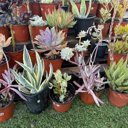 Variety Of Succulents Plants 