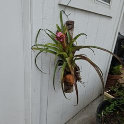 Beautiful Purple Flower Bromeliad/ Succulent Mounted On Real Wood From A Tree With Coconut Husk 2 Feet Tall Easy To Care For Partial Shade Or Morning