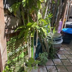 Dracaena Green Plant Tall 5-6 Feet