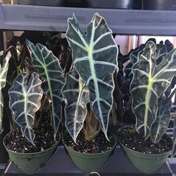 Polly Amazónica In 6” Pot. SPECIAL PRICE !🤩