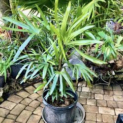 3’ Lady Palm Trees