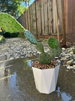 Opuntia Santa Rita Cactus Plant