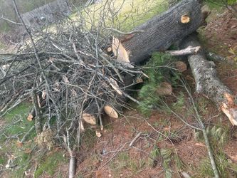 Free fire wood- logs and kindling