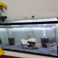 40 Gallon Aquarium Setup