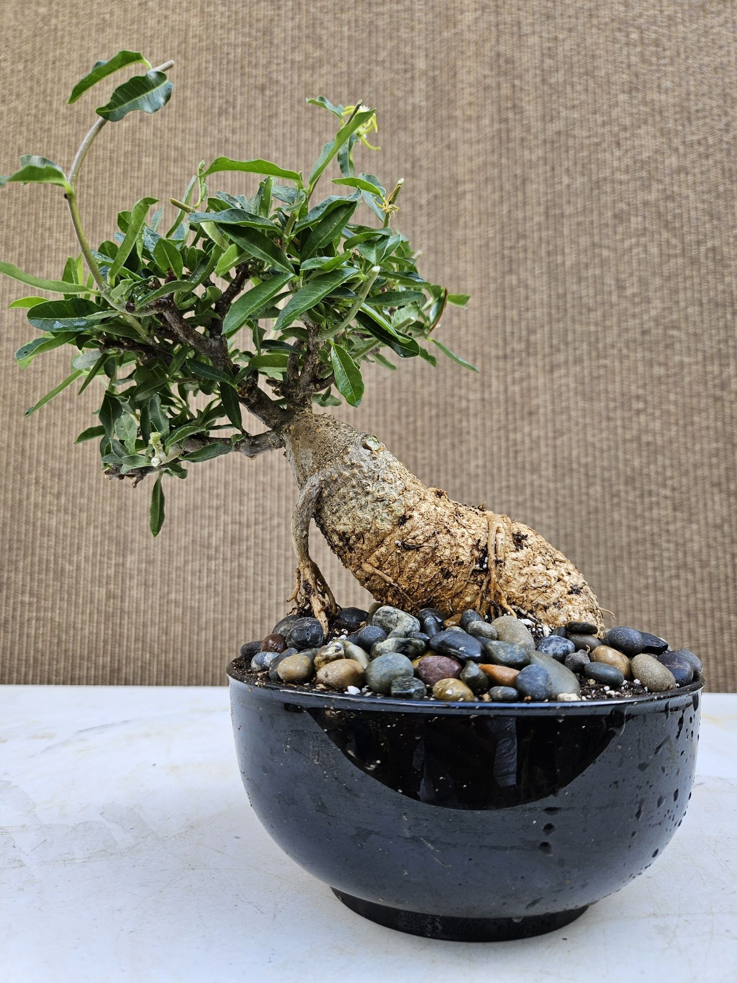 Old Fockea capensis Bonsai Tree ( Bignonia capreolata )