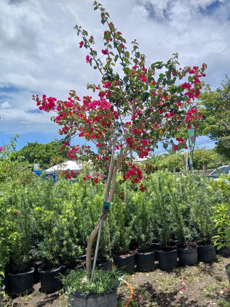 Beautiful Large Bougainvellia Tree On Sale Now $350