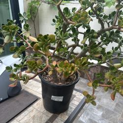 Jade tree
