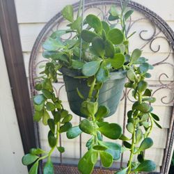 JADE HANGING PLANT- Very Easy To Grow And Requires Minimal Water 