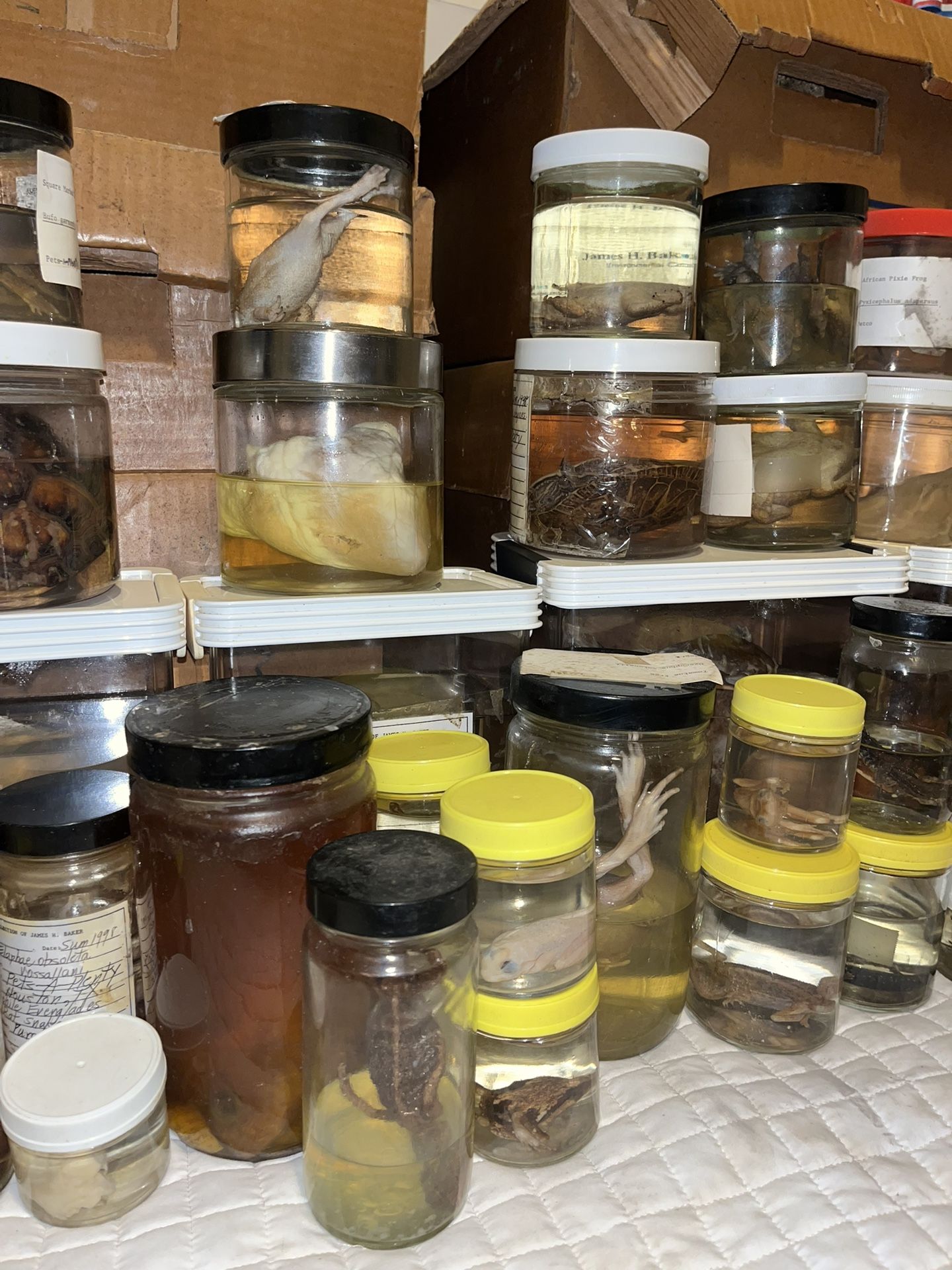 Wet Specimens for Sale in Houston, TX OfferUp