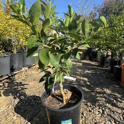 Bearss Lime Tree