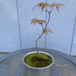 Maple Japan. 8 Inches