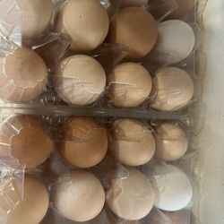 fresh chicken eggs 