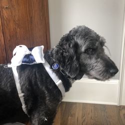 Dog Wedding Ring-Bearer Harness With Leash 