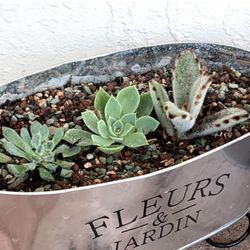 Succulent Plants For Sale 🪴$10.00 Each.  Please Read Description 