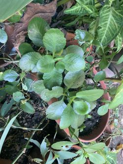 Kalanchoe Plant