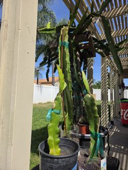Dragonfruit