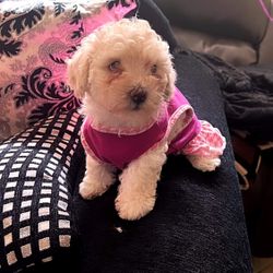 french P00dle minitoys call (contact info removed)