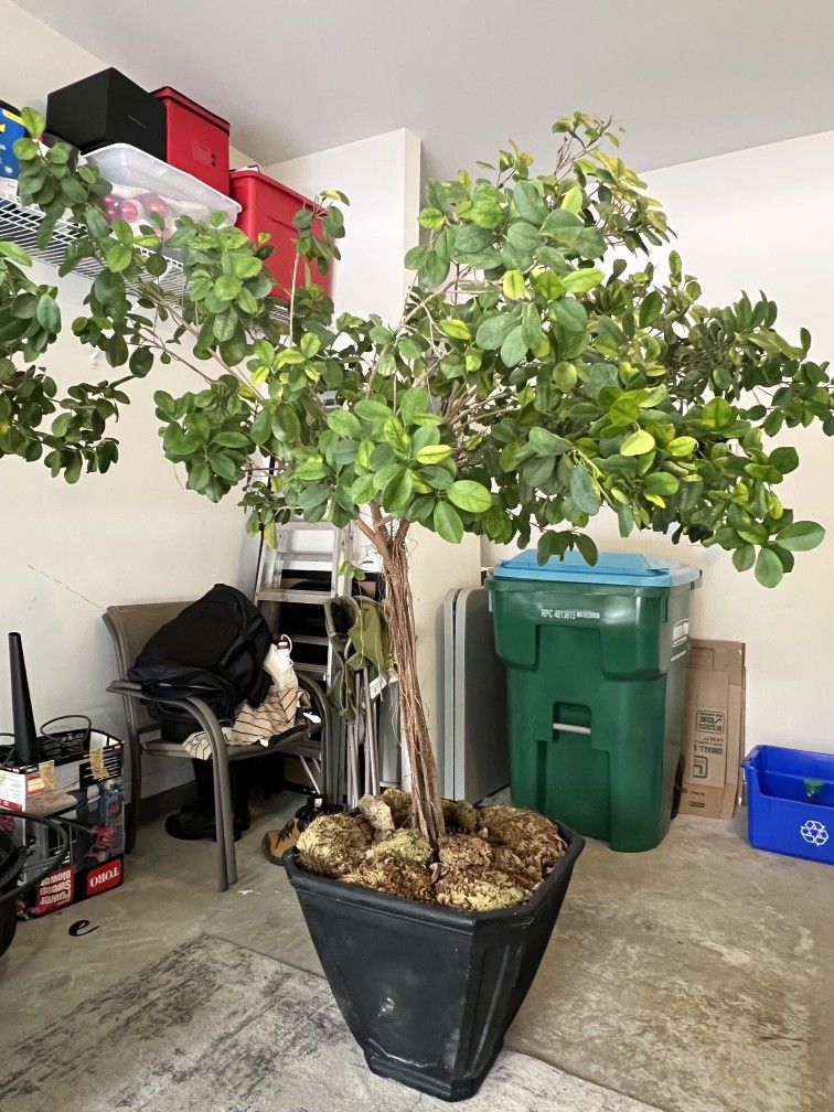 2  CHINEESE BANYAN POTTED  PLANTS