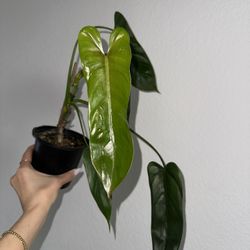 Philodendron Sp Esmeraldas