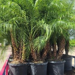 Spectacular Robollinis Palms About 6 Feet Tall!!! Fertilized 